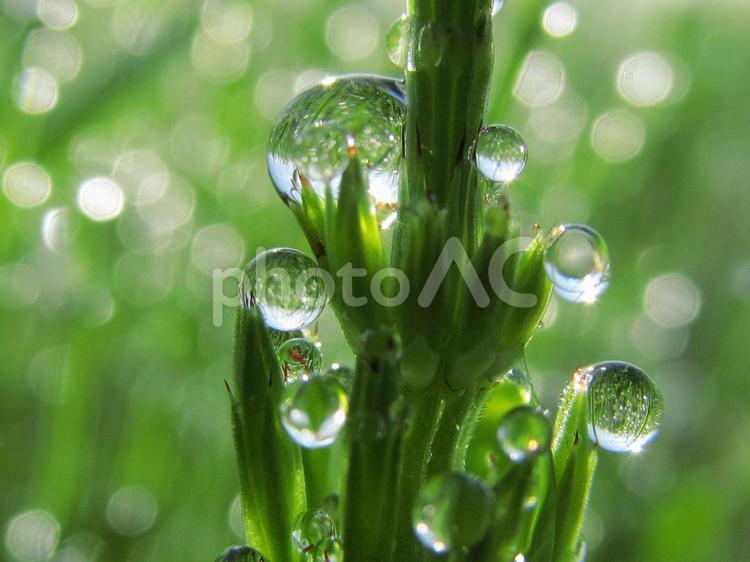 水滴とスギナと朝日Water drops 水滴,すいてき,waterの写真素材