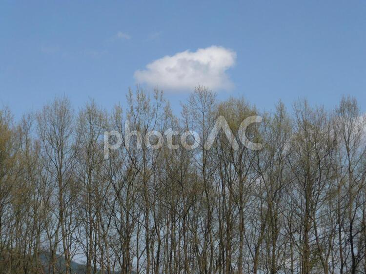 春の樹木と青空 風景,樹木,若葉の写真素材