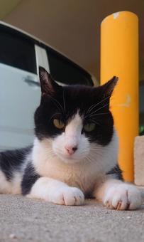 まったりの写真