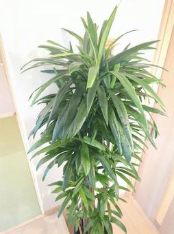 大型観葉植物 ストリクタ 10号鉢 大型観葉植物 ストリクタ 10号鉢の写真