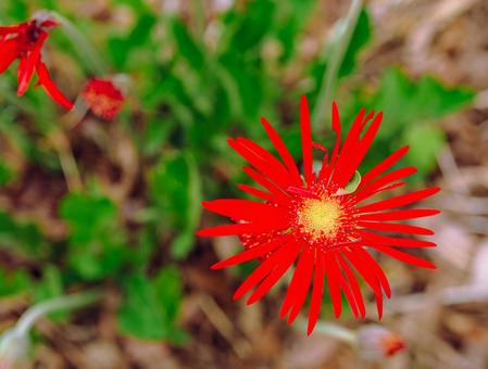 ガーベラの花ー7 ガーベラ,花,赤い花の写真素材