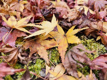 Photo, autumn leaves, fallen leaves, autumn, 