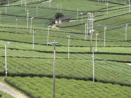 八女中央台茶園の写真