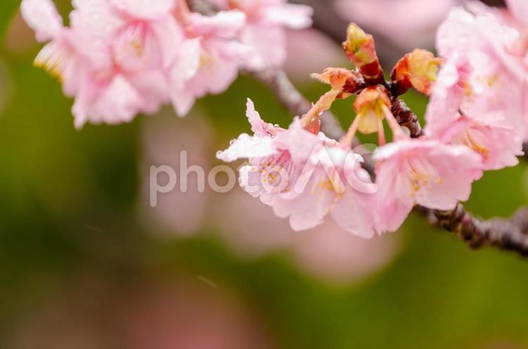 背景のぼかしが美しい河津桜 河津桜,桜,ピンクの写真素材