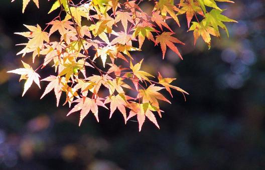もみじの紅葉 もみじの紅葉の写真