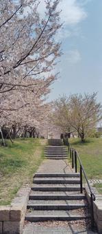青空へ続く桜の階段 青空へ続く桜の階段 桜,春,階段の写真素材