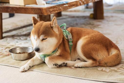 フードの傍らで男らしくくつろぐ柴犬 柴犬,しばいぬ,日本犬の写真素材