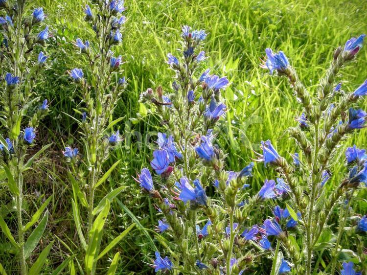 北欧の野の花 北欧,野の花,植物の写真素材
