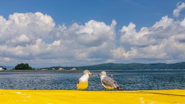 夏空と海と港にいるカモメの風景 夏空と海と港にいるカモメの風景 夏,海,青空の写真素材