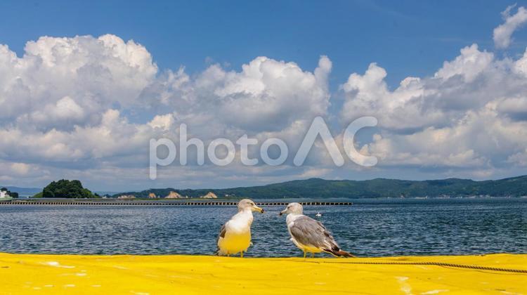 夏空と海と港にいるカモメの風景 夏,海,青空の写真素材