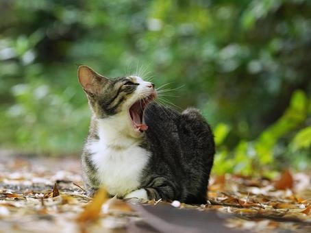 猫の顔 猫の顔 猫,野良猫,可愛いの写真素材
