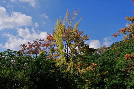 秋空と色づく森 秋空と色づく森 紅葉,始まり,秋の写真素材