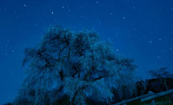 星降る夜に咲く桜の記憶 星降る夜に咲く桜の記憶 桜,大木,星空の写真素材