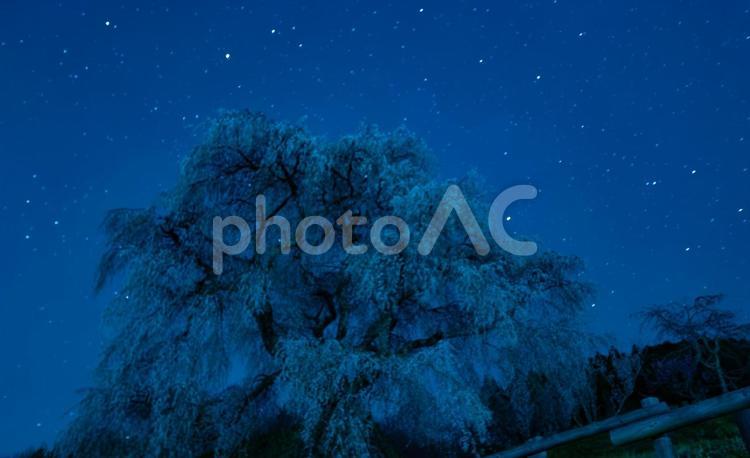 星降る夜に咲く桜の記憶 桜,大木,星空の写真素材