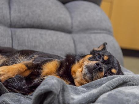 ベッドで寝る犬 犬,わんこ,ペットの写真素材