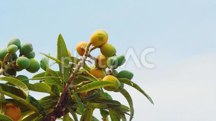 河川敷に自生する食べごろのビワ ビワ,果実,枇杷の写真素材