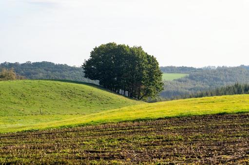 穏やかな光に照らされる丘に立つ木立 丘,牧草地,丘陵の写真素材