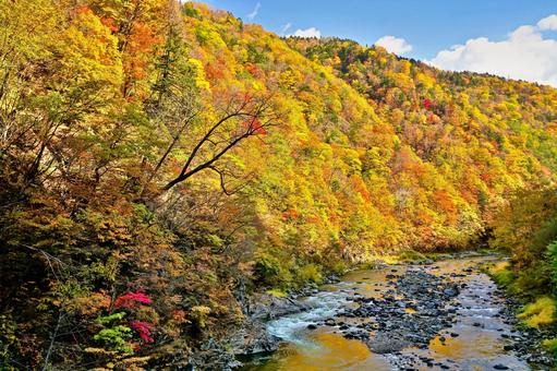 紅葉の渓谷 紅葉の渓谷 秋,渓谷,もみじの写真素材