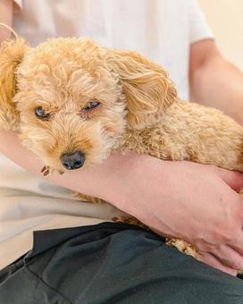 抱っこされるトイプードル 犬,飼い主,室内の写真素材