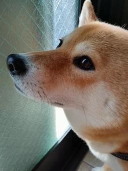 柴犬の横顔アップ! 柴犬の横顔アップ!の写真