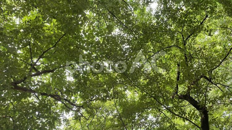 新緑と木漏れ日 新緑,木漏れ日,緑のトンネルの写真素材