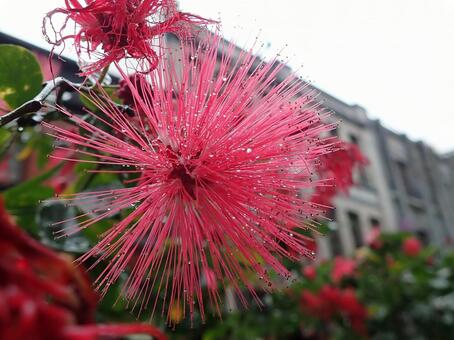 オオベニゴウカン4 オオベニゴウカン,大紅合歓,花の写真素材