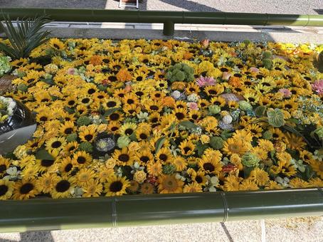 花手水2 花手水2 花手水,夏,黄色の写真素材
