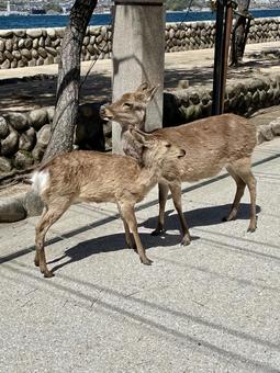 たわむれるシカたち 鹿,シカ,広島の写真素材