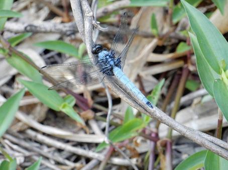 Photo, coconut shell, large salted dragonfly, dragonfly, 