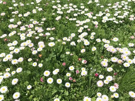 花畑 花畑の写真