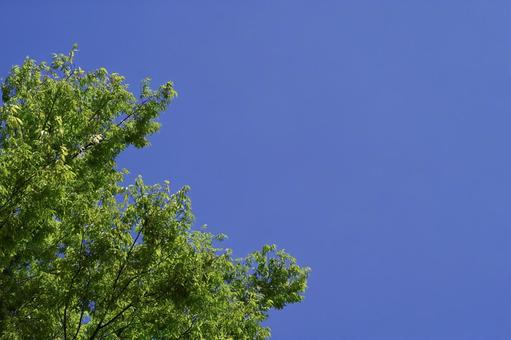 青空と樹木 青空と樹木 新緑,樹木,木漏れ日の写真素材