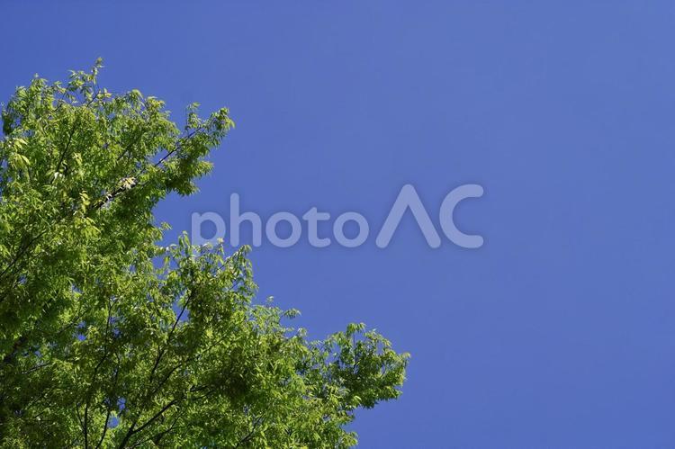 青空と樹木 新緑,樹木,木漏れ日の写真素材