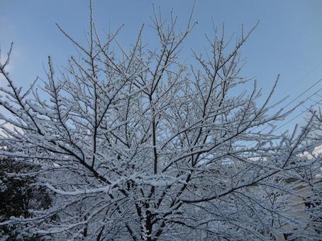 雪化粧した木々の静けさ|冬の森にて 雪化粧した木々の静けさ|冬の森にての写真