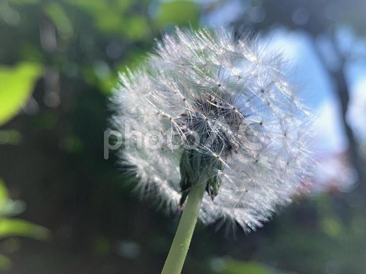 たんぽぽの綿毛 綿毛,わたげ,わた毛の写真素材