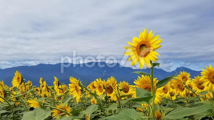 空を見上げるひまわり ひまわり,向日葵,見上げるの写真素材