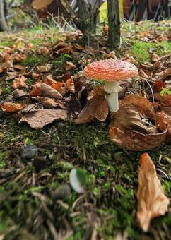 ベニテングタケ ベニテングタケ,きのこ,秋の写真素材