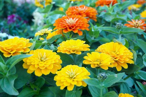 満開の黄色のジニアの花3　花素材　背景 ジニア,花びら,鮮やかの写真素材