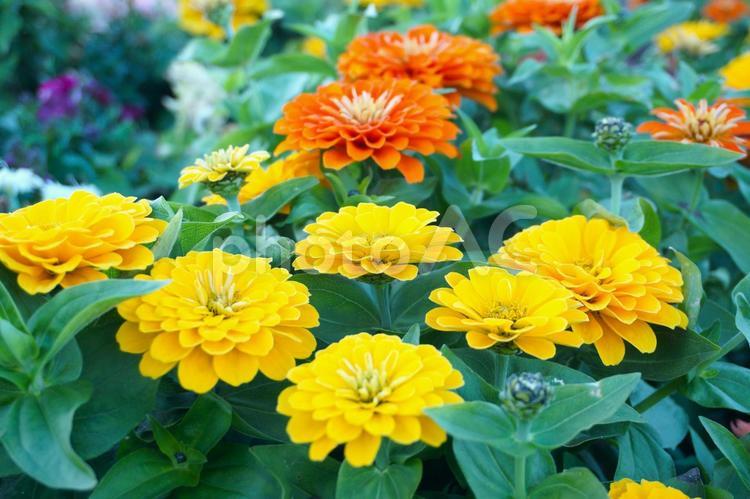 満開の黄色のジニアの花3　花素材　背景 ジニア,花びら,鮮やかの写真素材