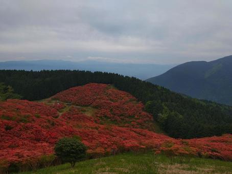 葛城山のツツジ 葛城山のツツジの写真