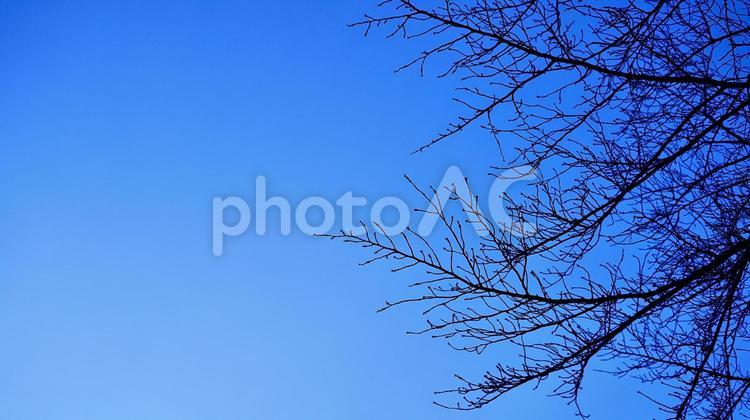 使いやすい背景素材　枯れた冬の桜の枝と青い朝の空 桜,冬,枝の写真素材