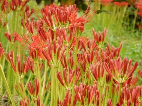 【彼岸花の写真】彼岸花が咲く風景 【彼岸花の写真】彼岸花が咲く風景 彼岸花,ヒガンバナ,曼殊沙華の写真素材