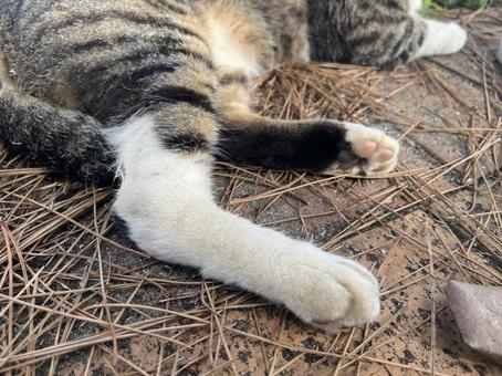 野良猫の肉球 野良猫の肉球の写真