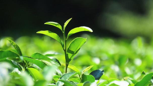 茶畑 お茶,緑茶,茶葉の写真素材