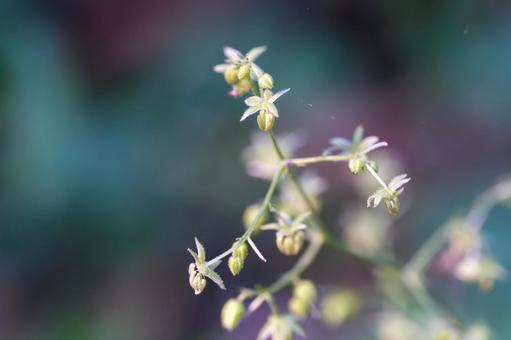 カナムグラ カナムグラ,アサ科,一年草の写真素材