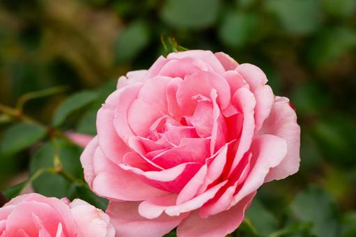 秋のバラ(21) 花,バラ,秋の写真素材