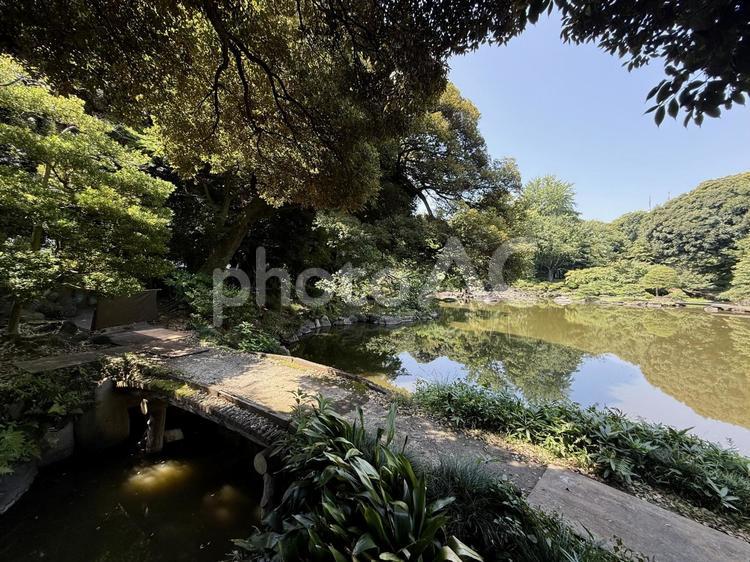 旧古河庭園　旧古河邸　日本庭園　7月 旧古河庭園,旧古河邸,池の写真素材