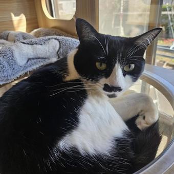 こちらを見つめるハチワレ姉猫 ハチワレ,猫,catの写真素材