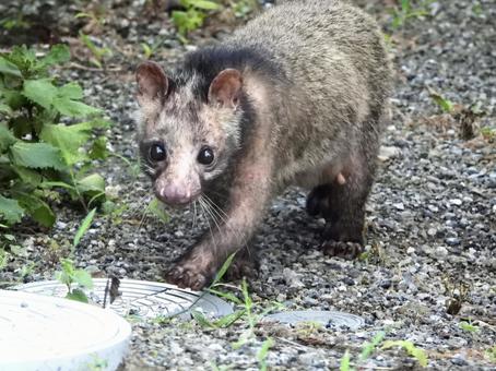 庭を歩くハクビシン 庭を歩くハクビシンの写真