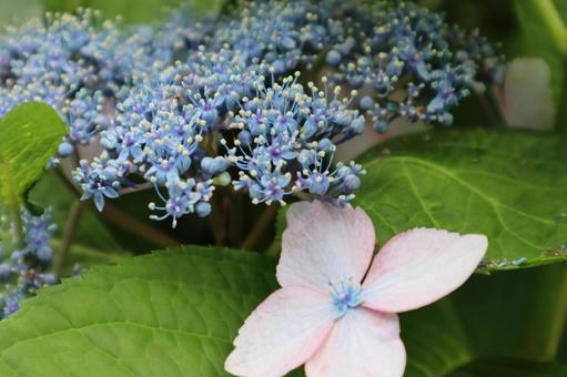 花 あじさい 2021年6月 (16) 花 あじさい 2021年6月 (16)の写真