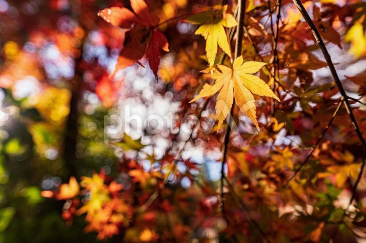 京都　-　【鍬山神社の紅葉】 京都,鍬山神社,紅葉の写真素材